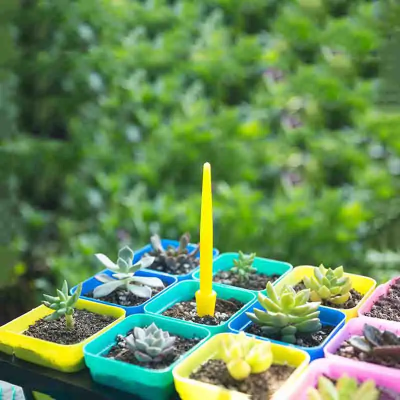 1/10Pcs Sowing Succulents Tran - огляд і ціна Succulent Set