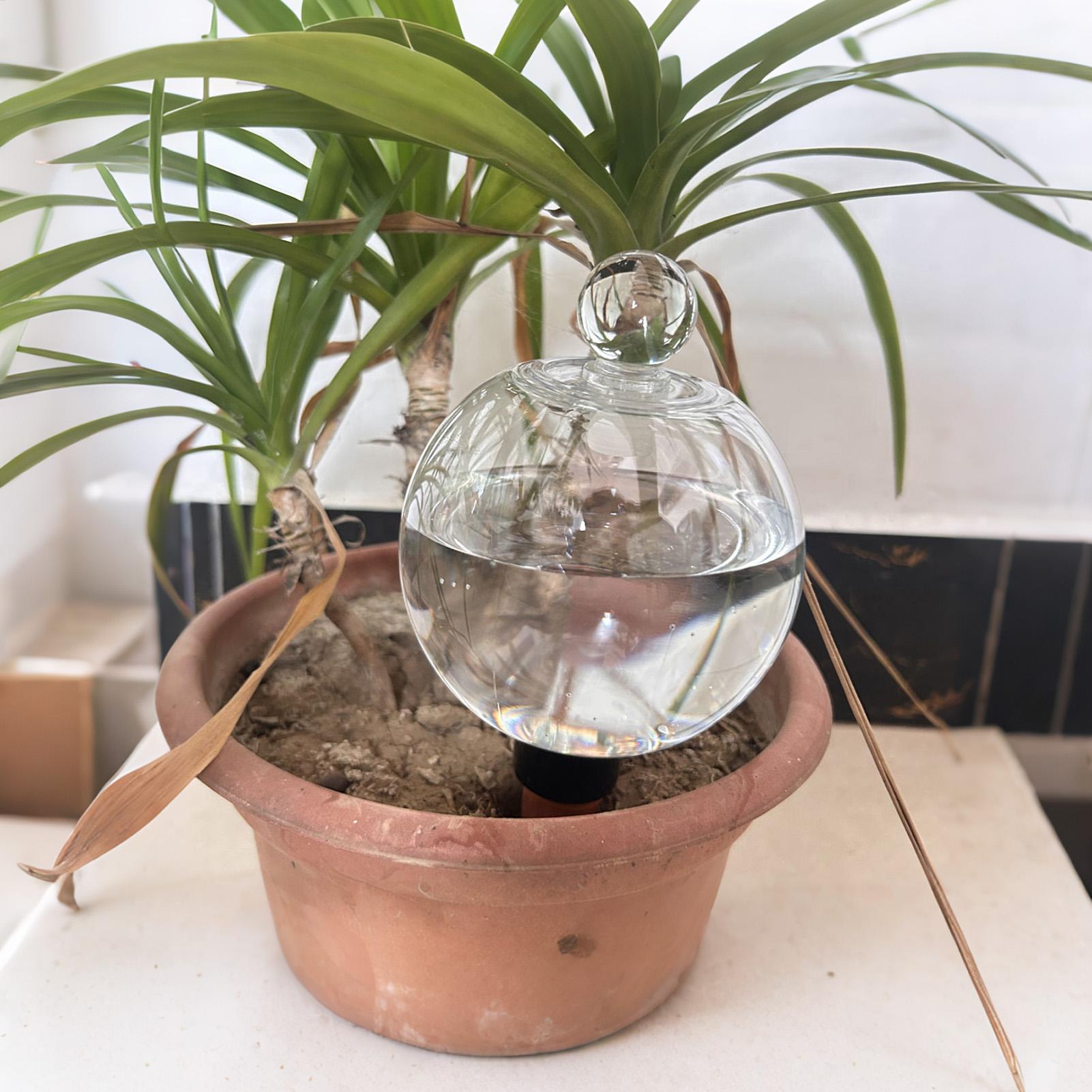 Plant Watering Bulbs 4pcs 500m - огляд і ціна Pothos